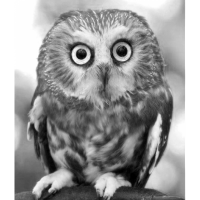 Упаковочка Сычик.